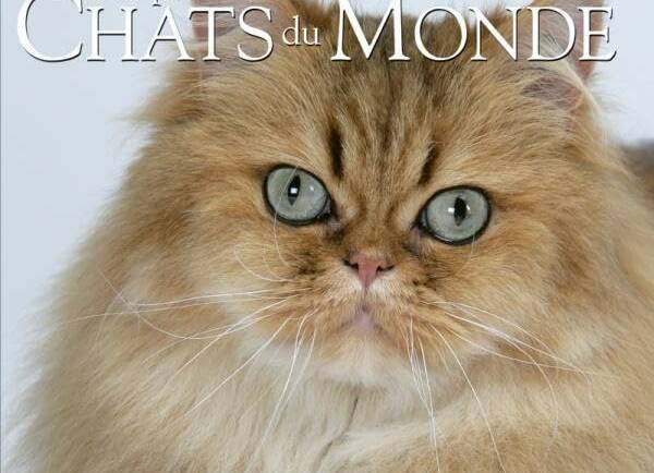 Les plus beaux chats du monde