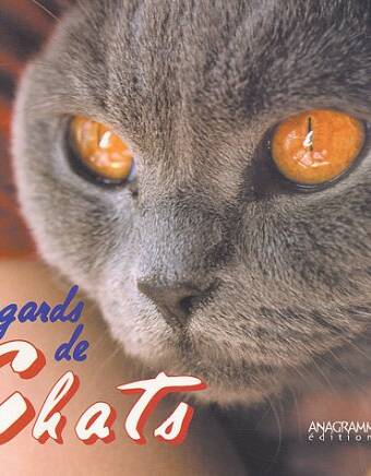 Regards de chats