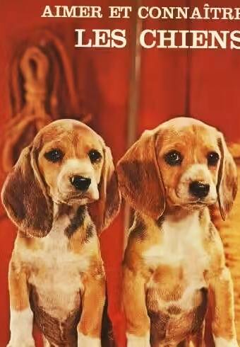 Aimer et connaître les chiens